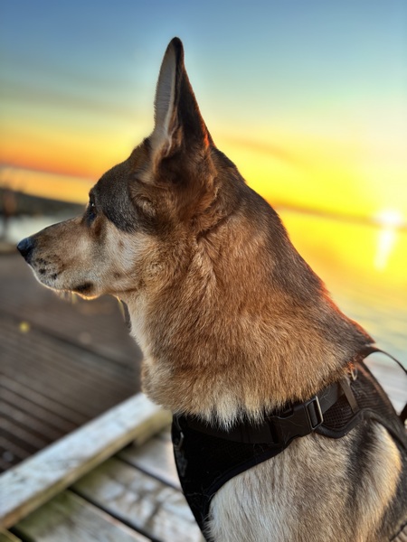 Entry image for Finley. Clicking this image will show a larger photo