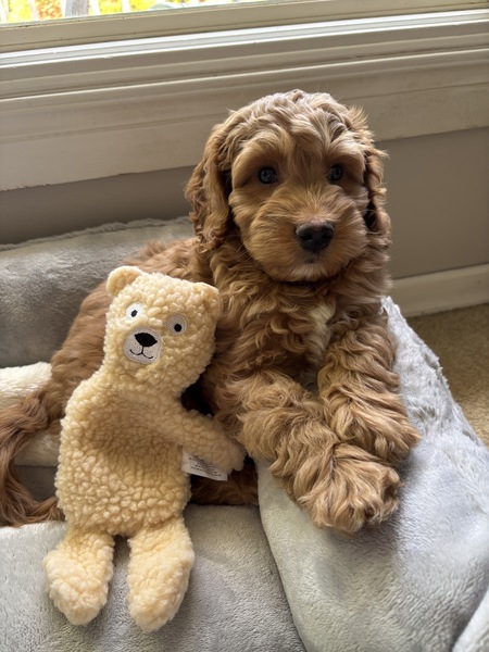 Entry image for Ernie. Clicking this image will show a larger photo