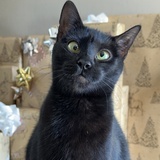 Entry image for Sprigatito