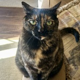 Entry image for Olivia
