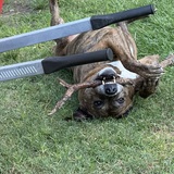 Entry image for Haggard