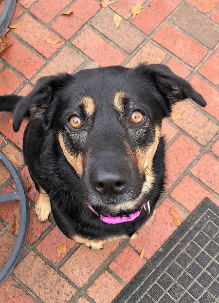 Entry image for ZuZu. Clicking this image will show a larger photo