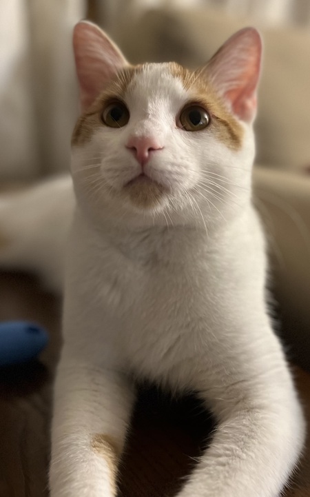 Entry image for Cotton. Clicking this image will show a larger photo