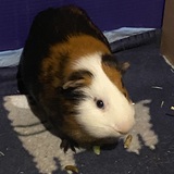 Entry image for Ollie