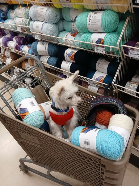 Entry image for Sampson Tobias Goettl. Clicking this image will show a larger photo