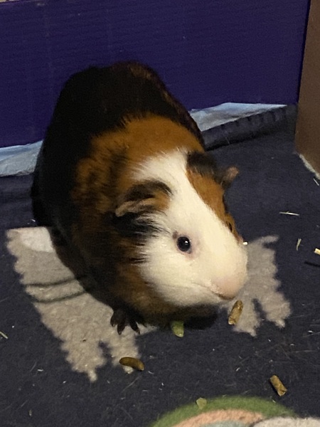 Entry image for Ollie. Clicking this image will show a larger photo