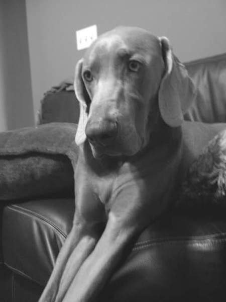 DOBBY