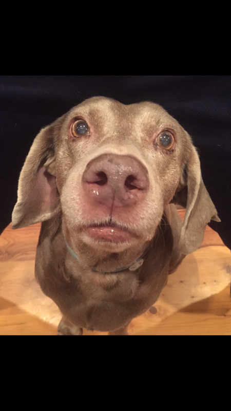 Holly Ann