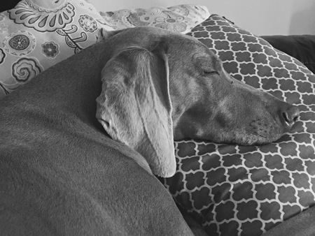 Mollybear