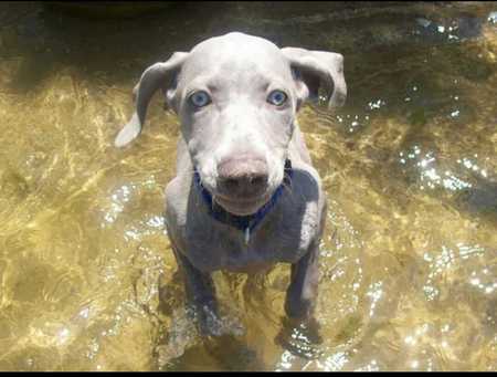 Millie 