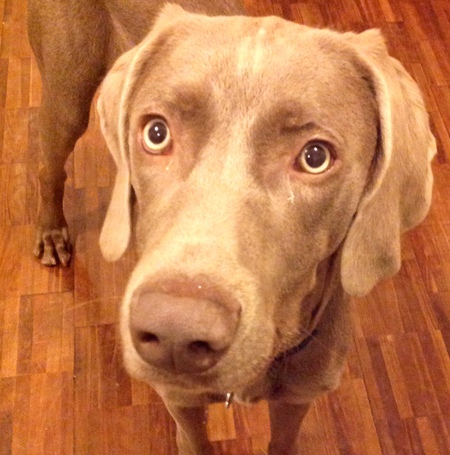 Blu Bear
