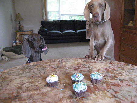 Mr Bojangles (blue) and Allie (grey)