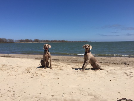 Hank and Hurley