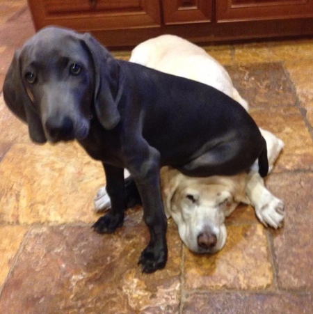 Stella and Norbs 