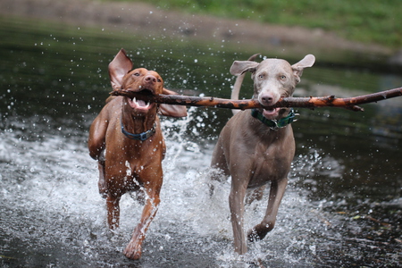 Orion the Vizsla and Chloe the weim