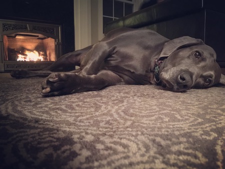 Belle 