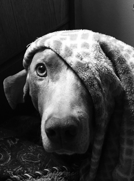 Willow