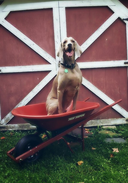 RUFUS 