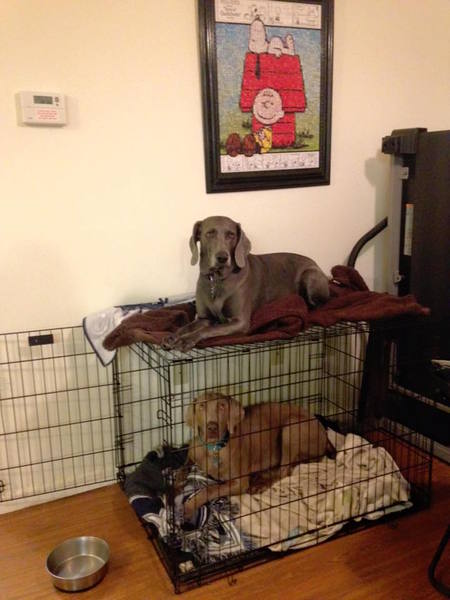 Hunter and Bella