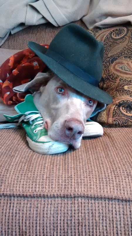 Jazzy Dog