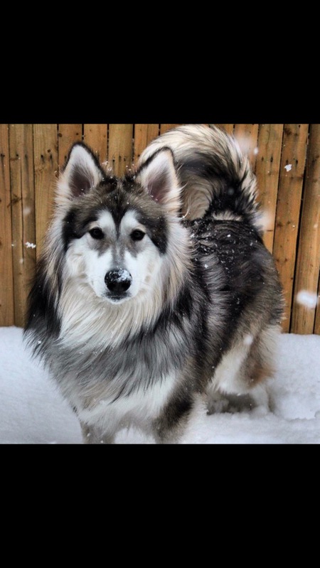 Apollo