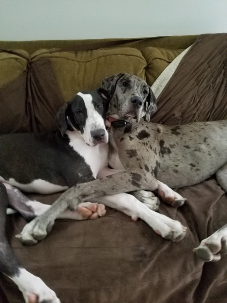 Gretta / Moose