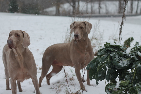 Xavier & Stella