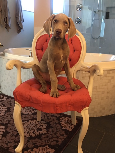 Harley