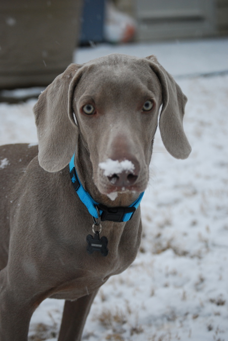 Remington AKA "Remy"