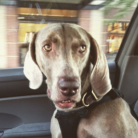 Cooper