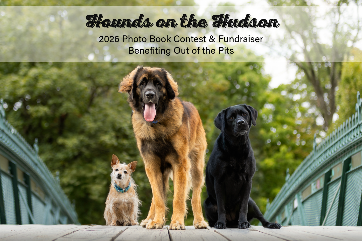 Banner for Hounds on the Hudson: 2026 Photo Book Contest
