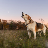 Entry image for Rosie 