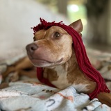 Entry image for Junie