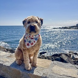 Entry image for Finnegan