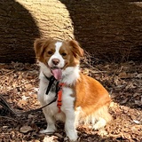 Entry image for Winston