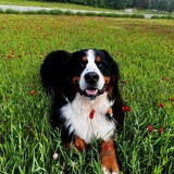 Entry image for Juno