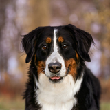 Entry image for Lucy
