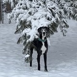 Entry image for Murphy 