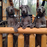 Entry image for Molly, Luna and Storm 