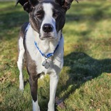 Entry image for Finn