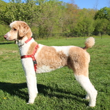 Entry image for Oliver