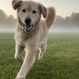 Entry image for Charlie 