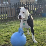 Entry image for Bogey