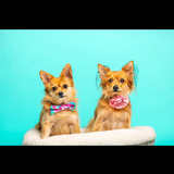 Entry image for Marley “Papi” and Ruthie “BG”