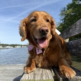 Entry image for Penny