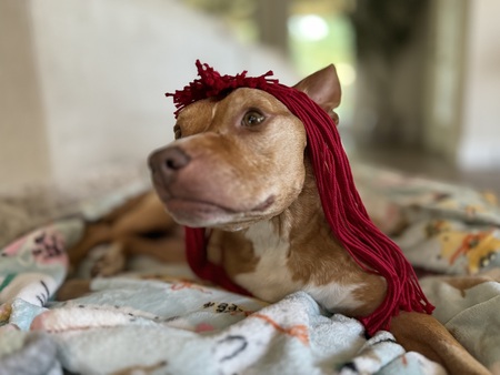 Entry image for Junie. Clicking this image will show a larger photo