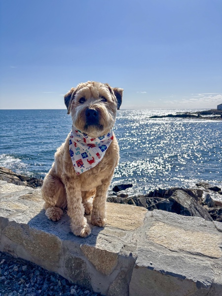 Entry image for Finnegan. Clicking this image will show a larger photo