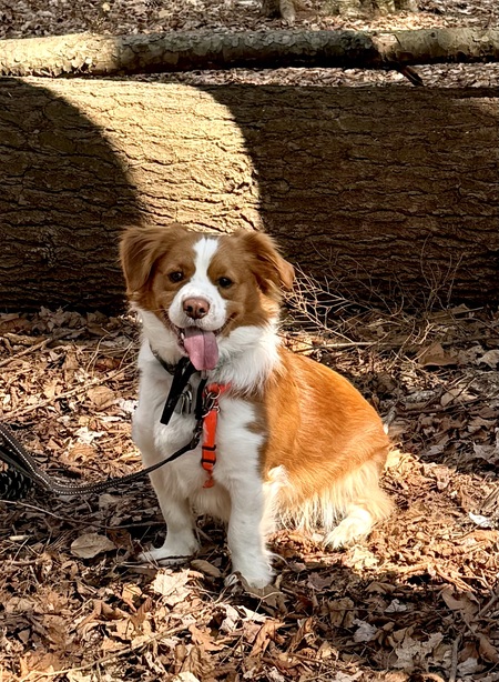 Entry image for Winston. Clicking this image will show a larger photo