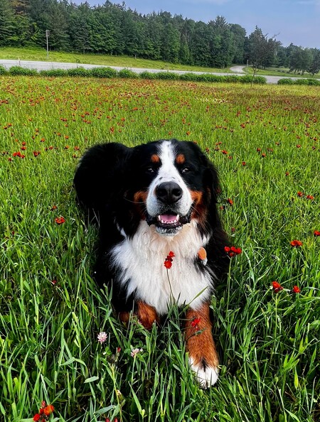 Entry image for Juno. Clicking this image will show a larger photo