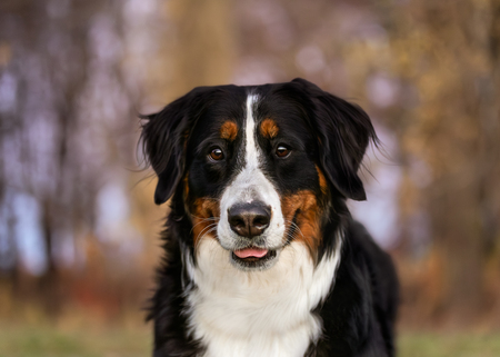Entry image for Lucy. Clicking this image will show a larger photo